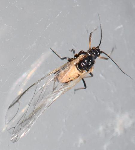 Rhopalosiphum insertum